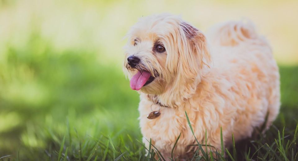 Animal Clinic — Dog Walking on Grass in Jacksonville, FL