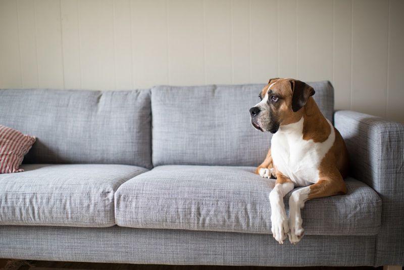 Large Dog Sitting On The Couch — Jacksonville, FL — Baywood Animal Hospital