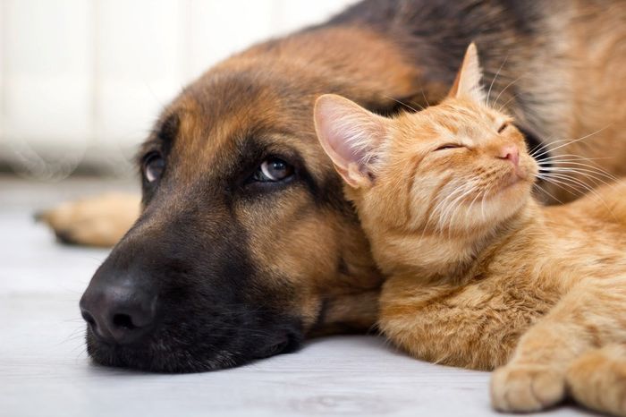 Dog Laying Down with a Cat — Jacksonville, FL — Baywood Animal Hospital