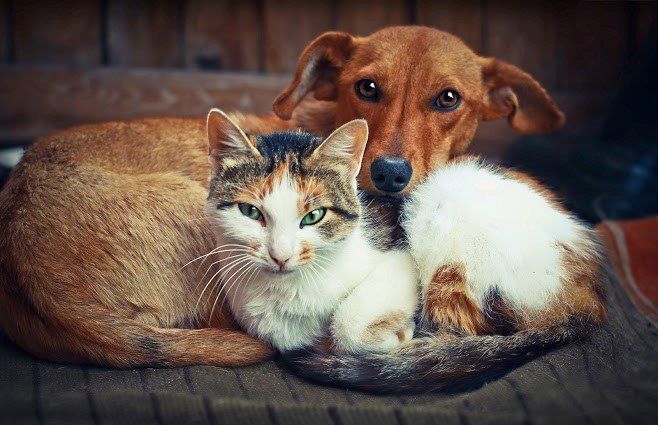 Dog Cuddling with a Cat — Jacksonville, FL — Baywood Animal Hospital