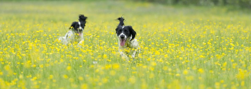 Two Dogs Playing on Flower Field — Jacksonville, FL — Baywood Animal Hospital