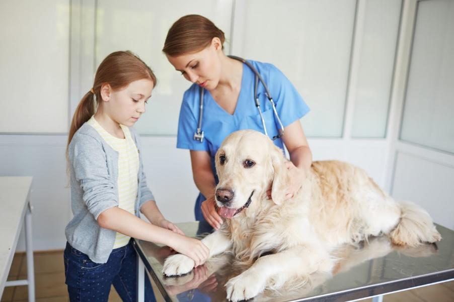 Pet Surgery — Sick Dog in Jacksonville, FL
