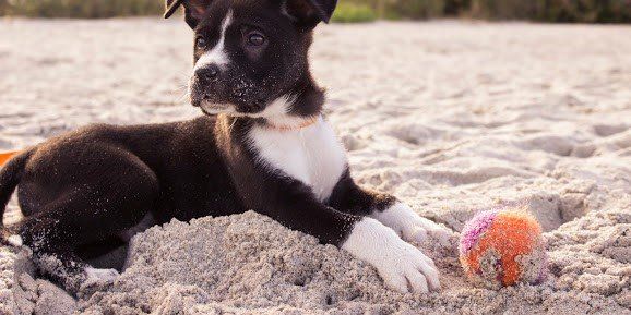 A Dog Playing With Ball on The Sand — Jacksonville, FL — Baywood Animal Hospital