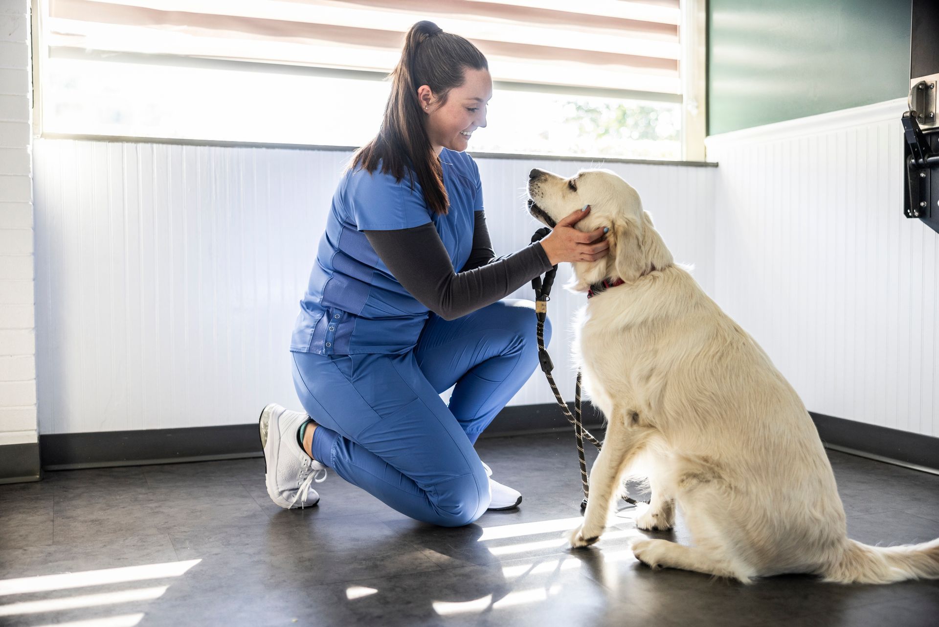 Veterinary professional kneeling to check a golden retriever during a clinic visit.