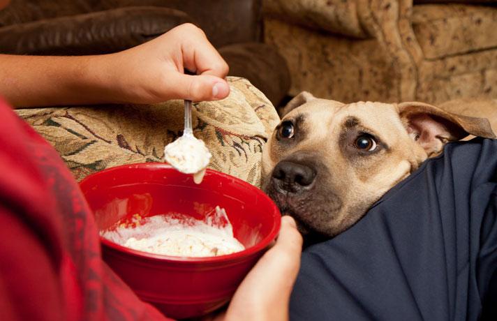 Pets — Dog begging for Food in Jacksonville, FL
