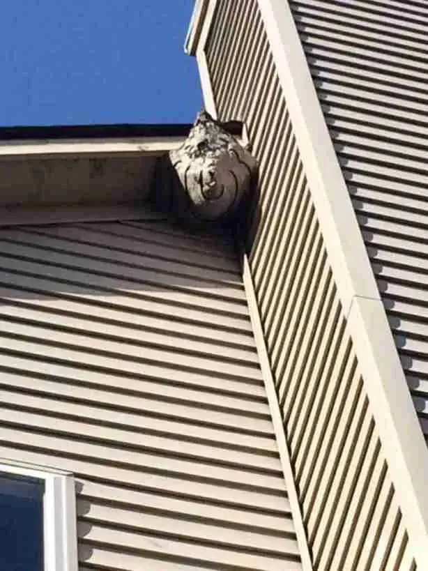 Large wasp nest attached to the corner of a building, built on siding under the roof.