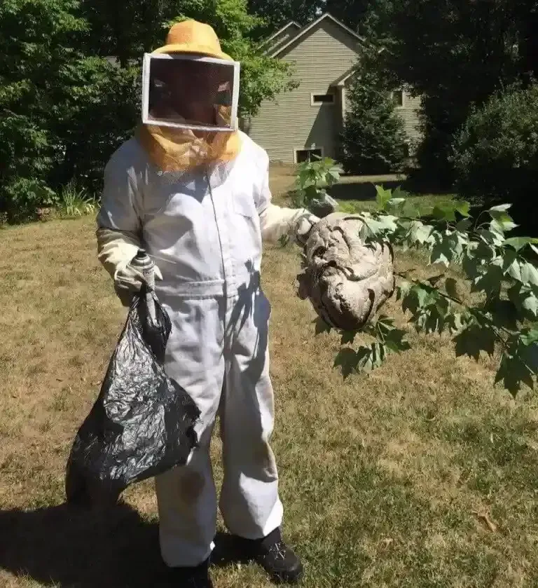 Person in bee suit holding a wasp nest, with a black trash bag in a yard.