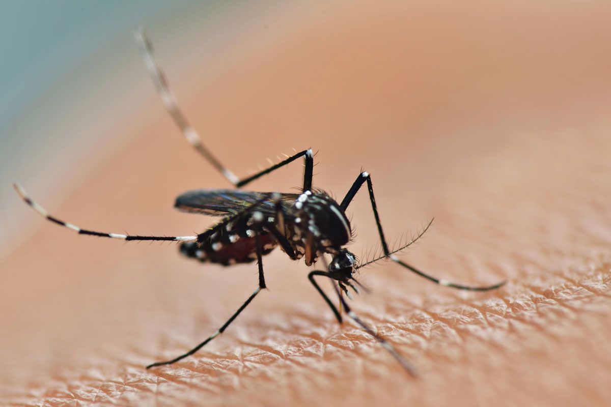 Mosquito, black and white striped, on human skin, feeding.