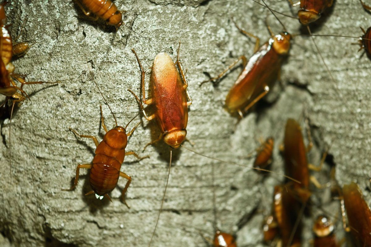 Cockroaches on a textured surface. Brown insects with antennae, clustered together.