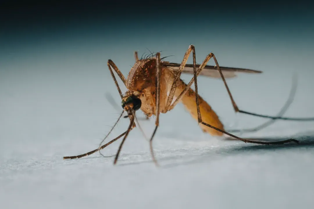 Close-up of a mosquito with long legs, antennae, and a proboscis, on a light surface.