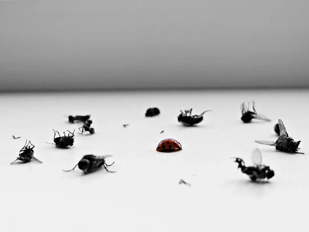 A red ladybug amidst numerous dead black flies on a white surface.