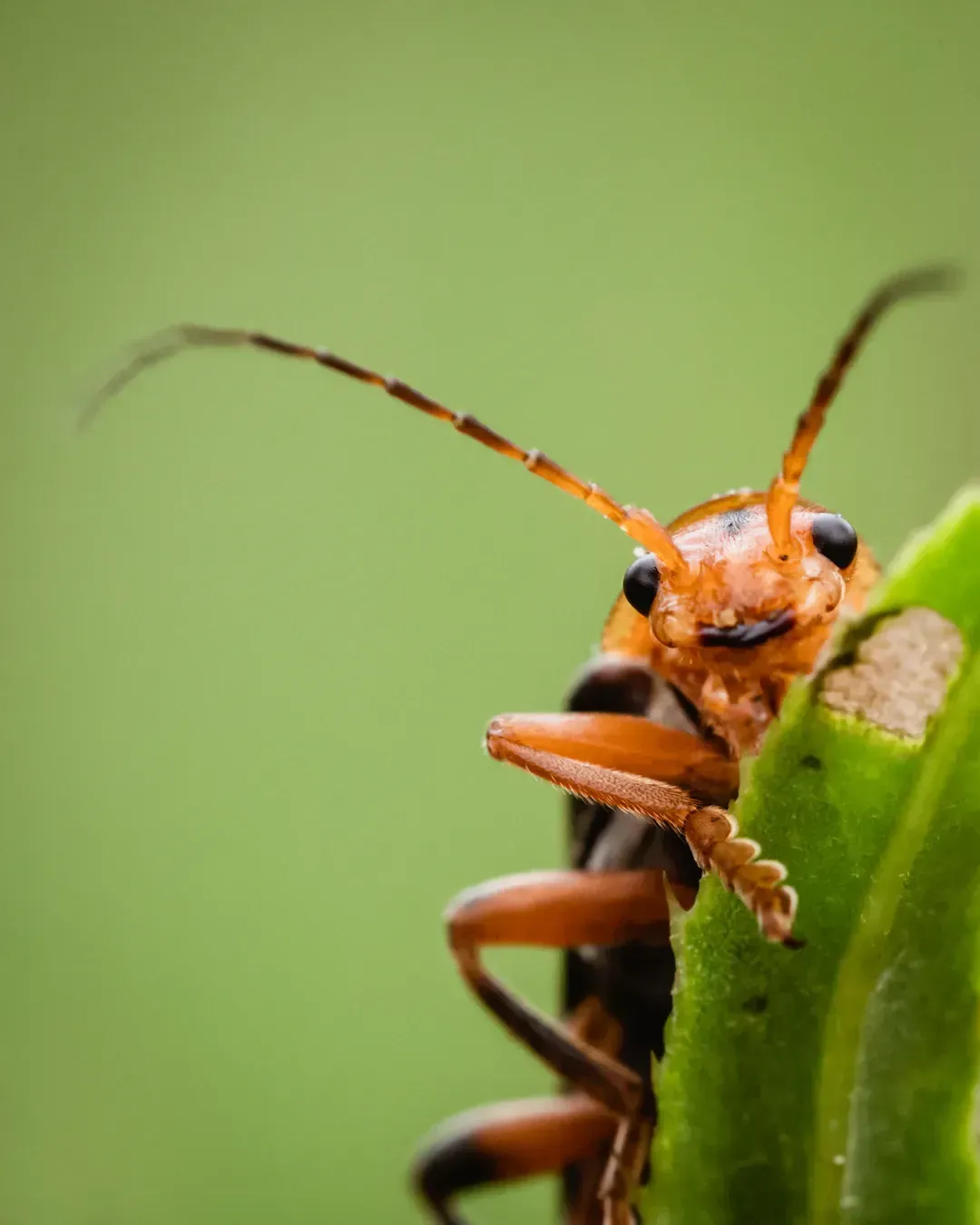 Orange and black beetle peeking from behind a green leaf, antennae extended, against a blurred green background.