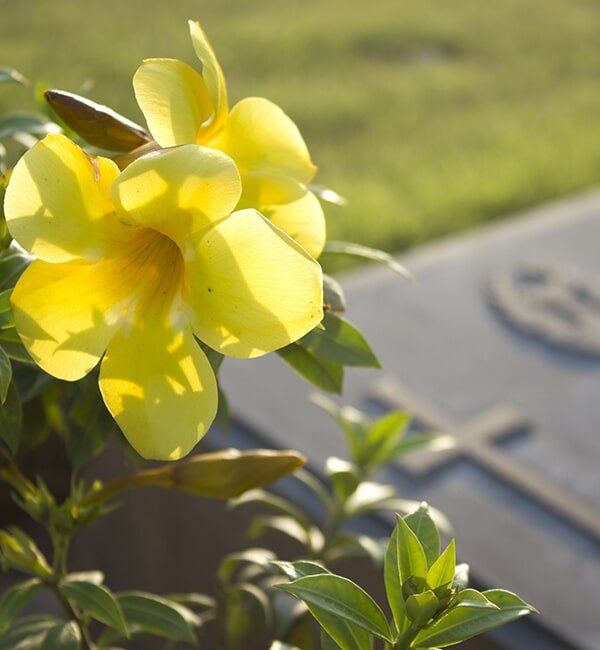 Yellow Flower — Quality Cremation Services in Rockhampton, QLD