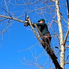 trimming tree