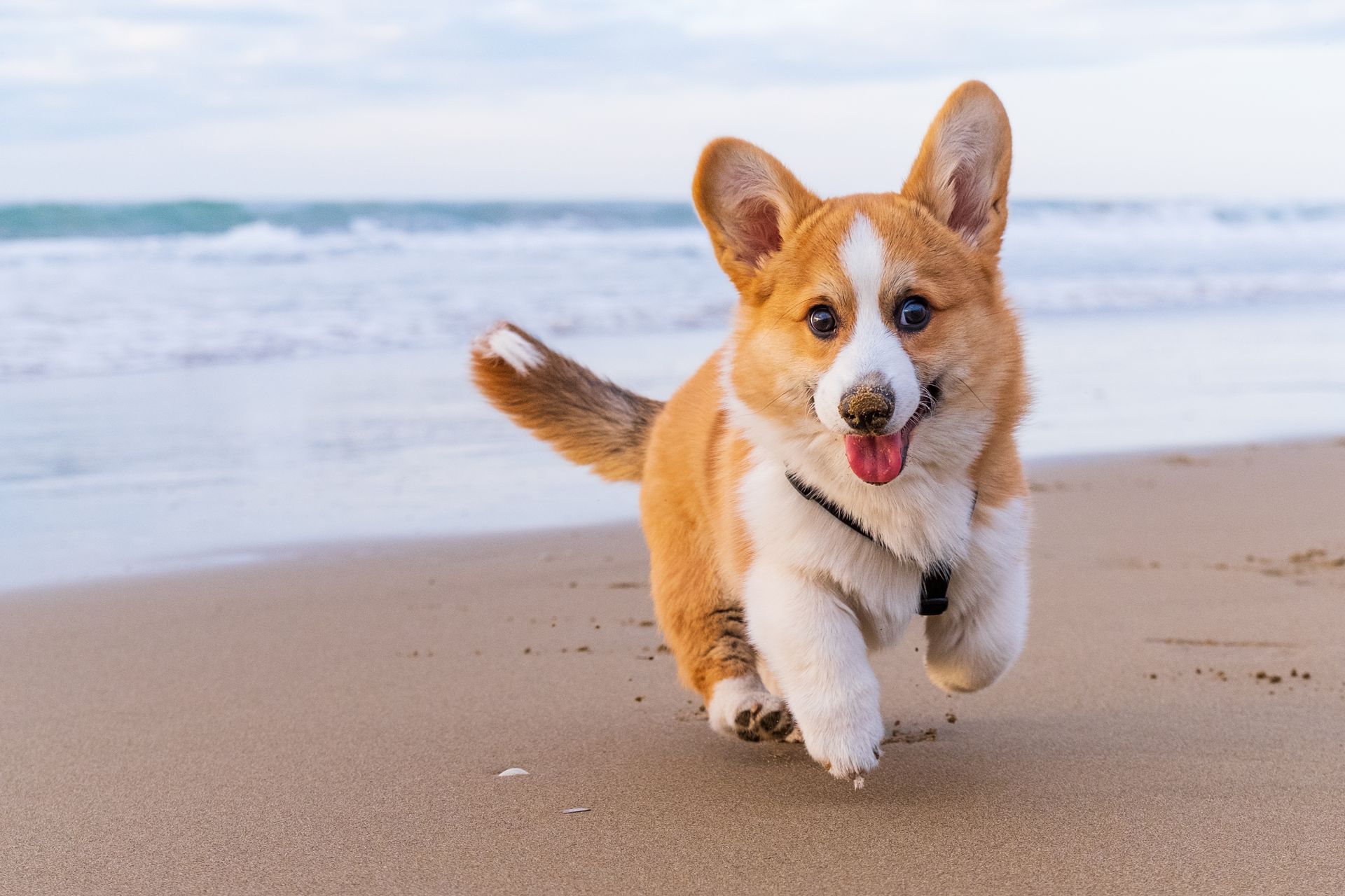 Corgi dog running happily on a sandy beach near the ocean with a wagging tail.