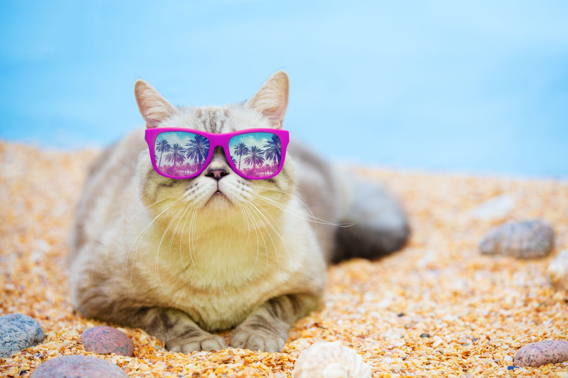 Cat wearing sunglasses at the beach, reflected palm trees in lenses.