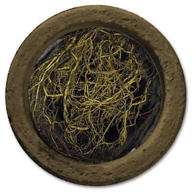 Roots Blocking Your Sewer Line - Ace Plumbing Topeka