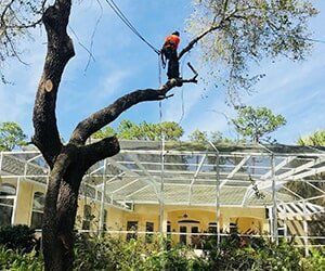 Tree Care — Worker Cutting Branch Above The Tree In Sarasota, FL