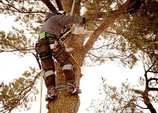 Tree Service — Man Cutting Branch Of The Tree In Sarasota, FL