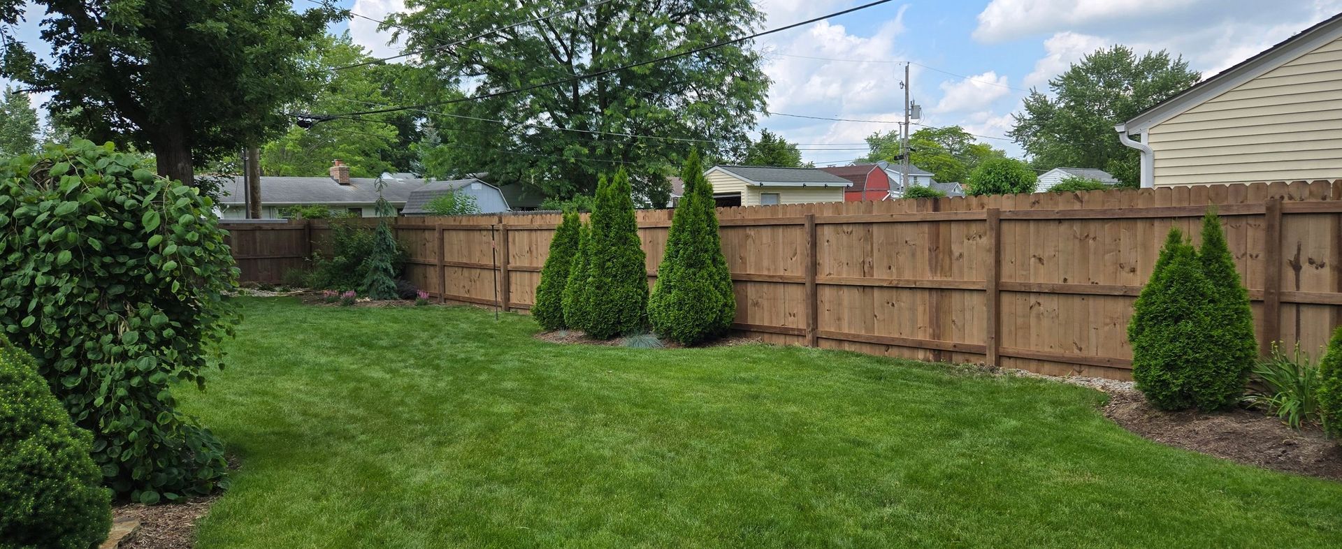 A backyard lawn with a wooden privacy fence, featuring several small evergreen shrubs planted along the fence line.