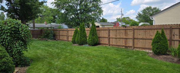A backyard lawn with a wooden privacy fence, featuring several small evergreen shrubs planted along the fence line.