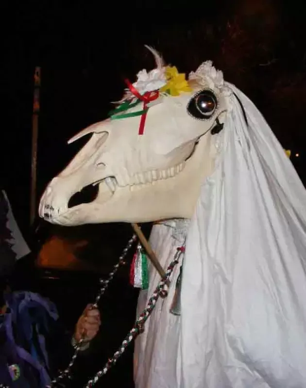 A skeleton of a horse wearing a white veil