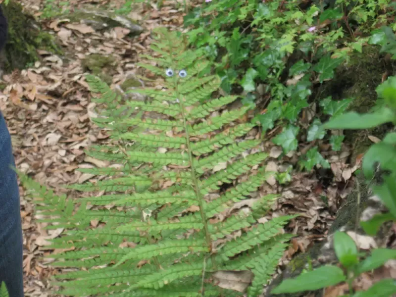 A person is standing next to a fern in the woods.