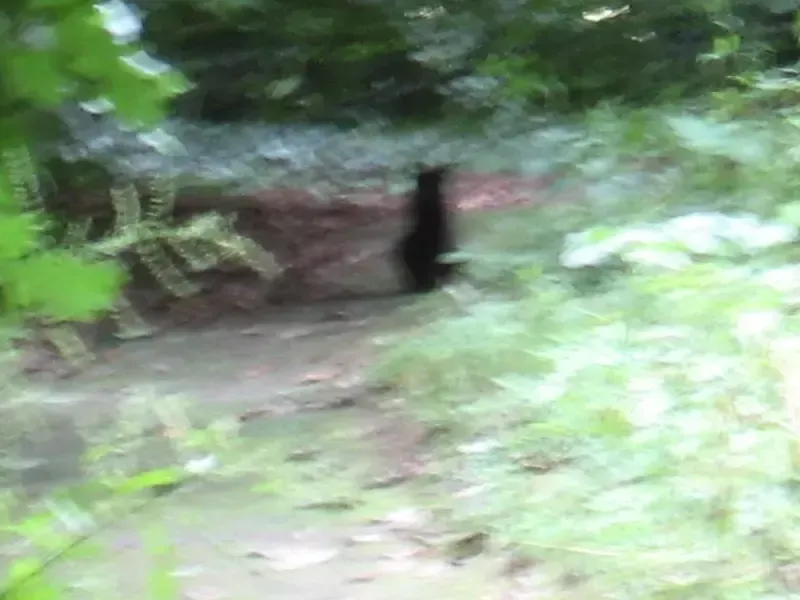 A black cat is walking down a path in the woods.