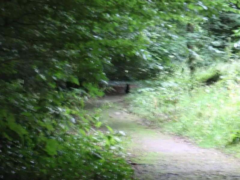 A path in the woods surrounded by trees and grass.