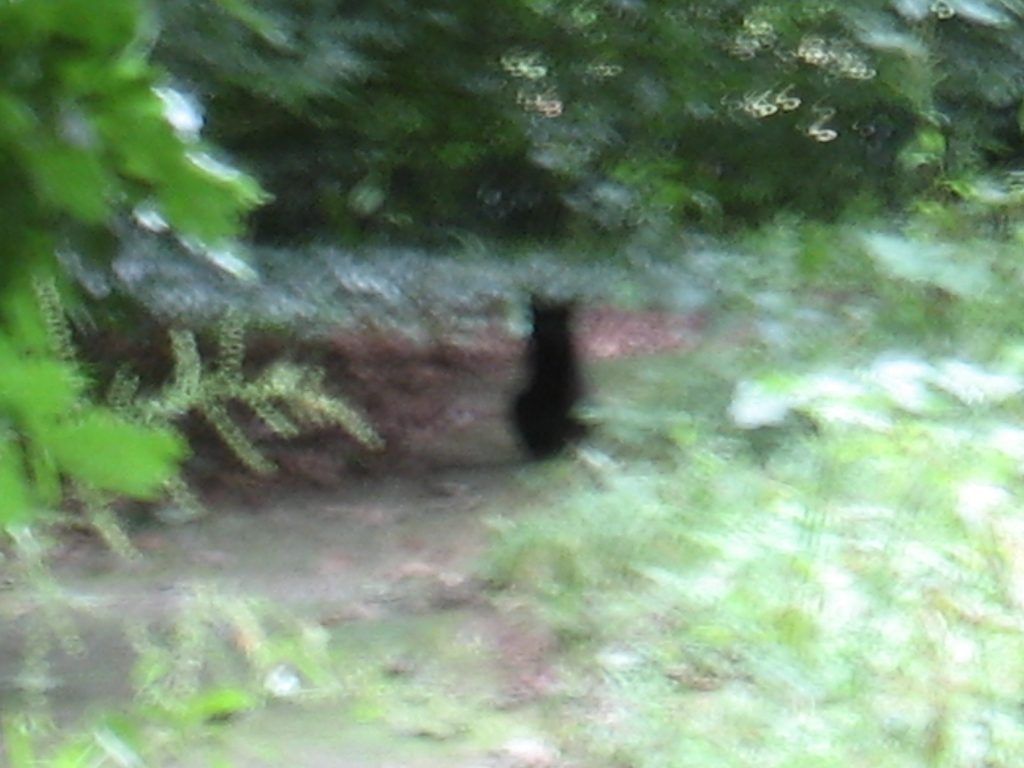 A black cat is walking on a path in the woods.