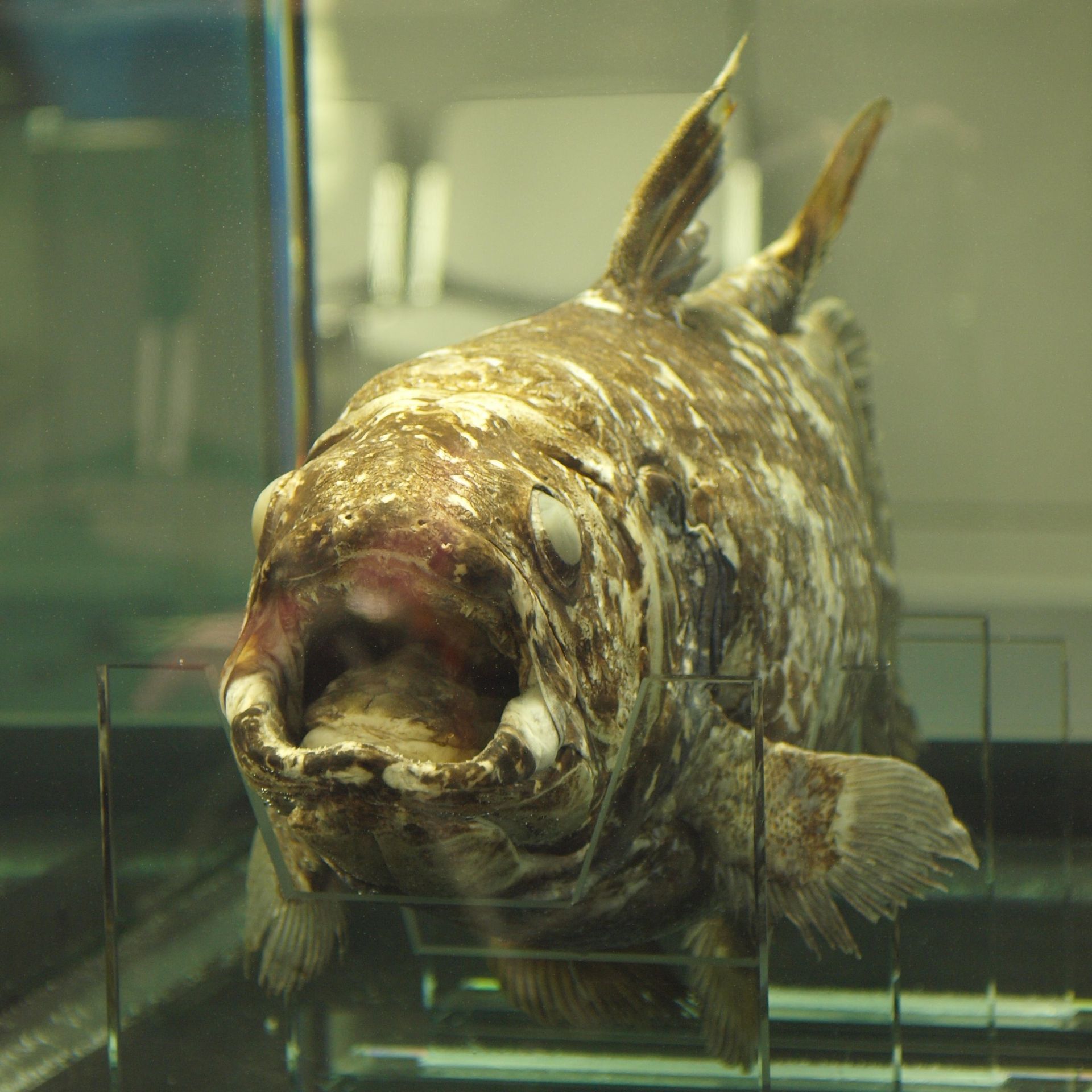 coelacanth