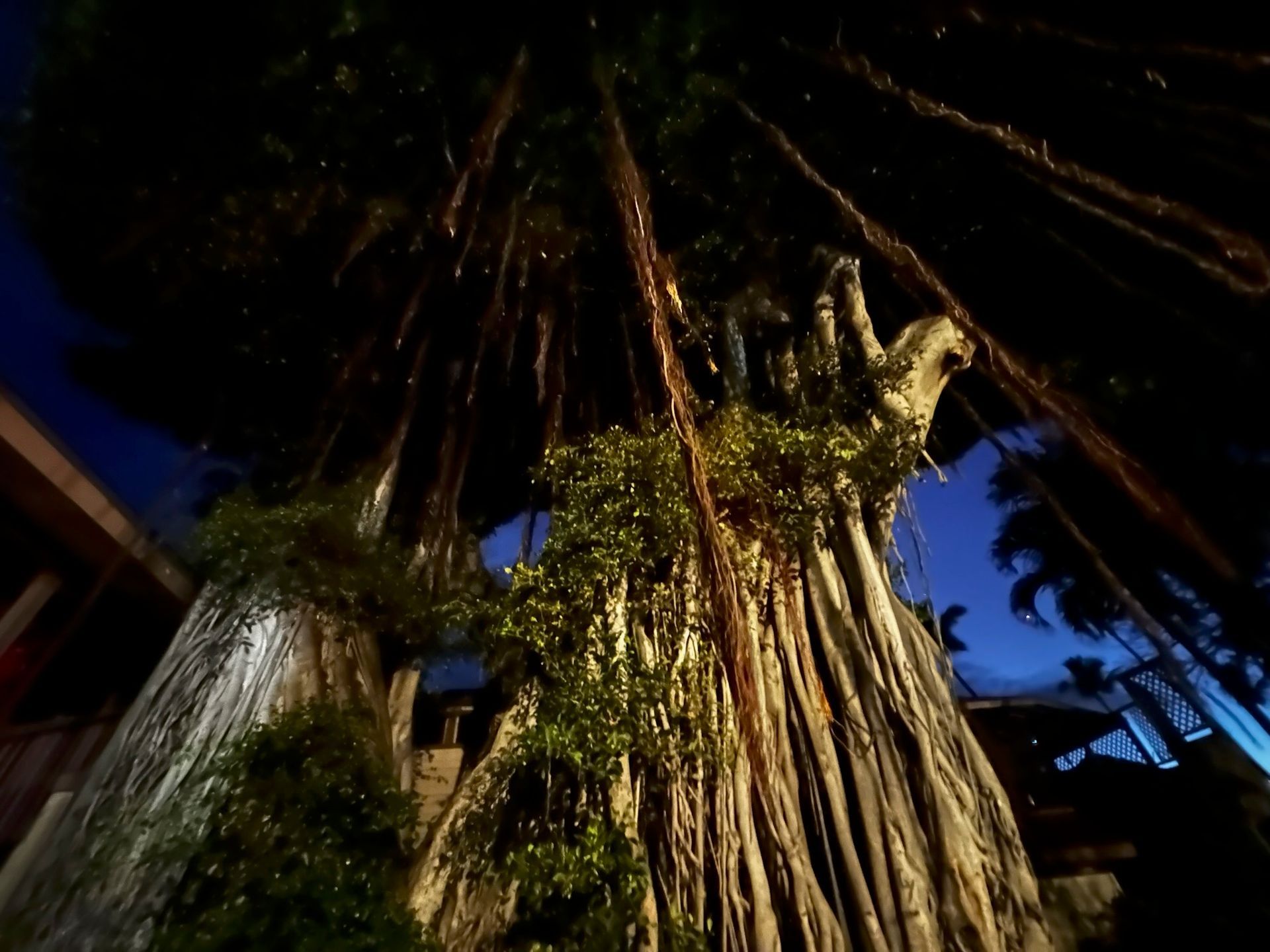 The  banyan tree behind Kona Inn as seen on the Kailua-Kona Ghost Tour 