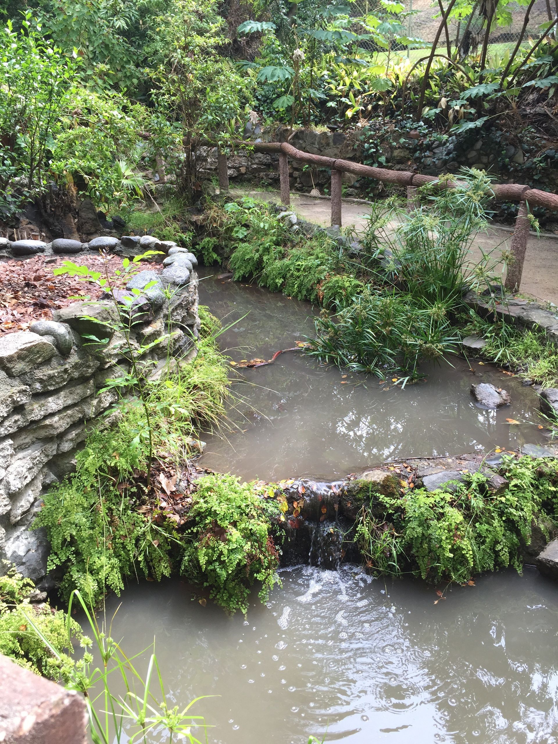 A small pond surrounded by trees and rocks in a park.