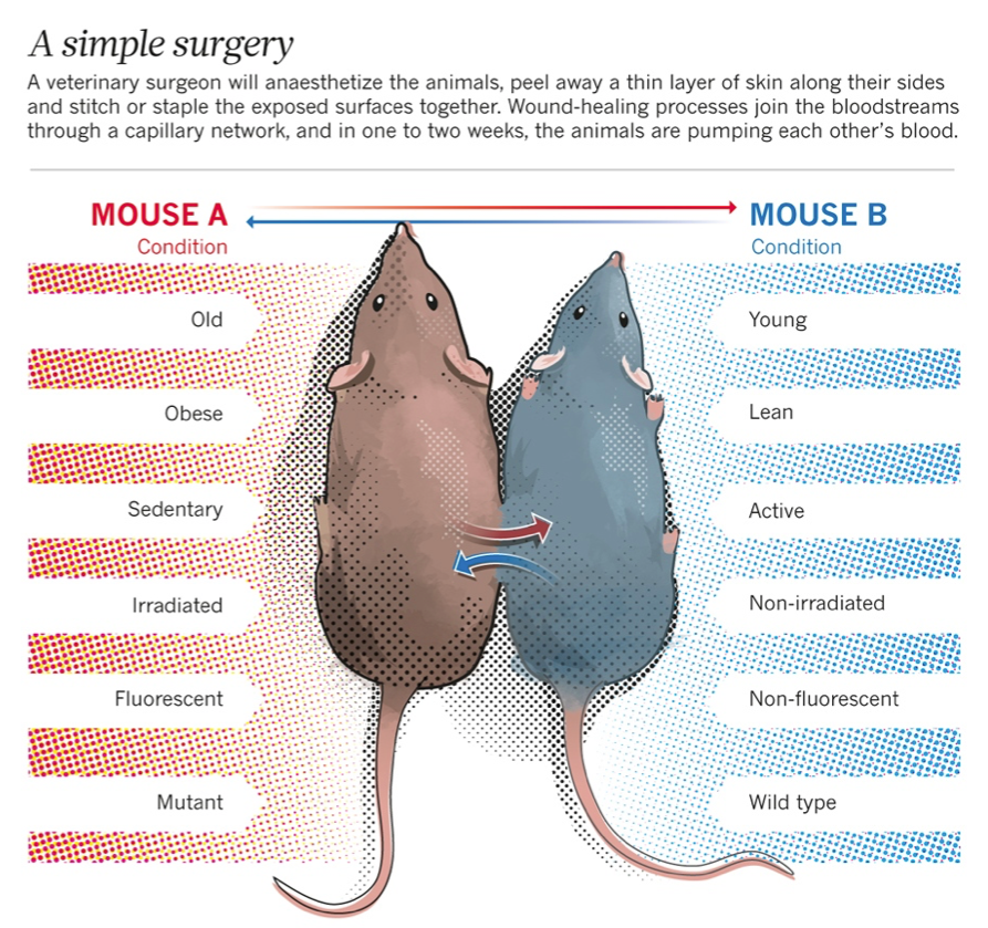 Two mice are standing next to each other on a white background.