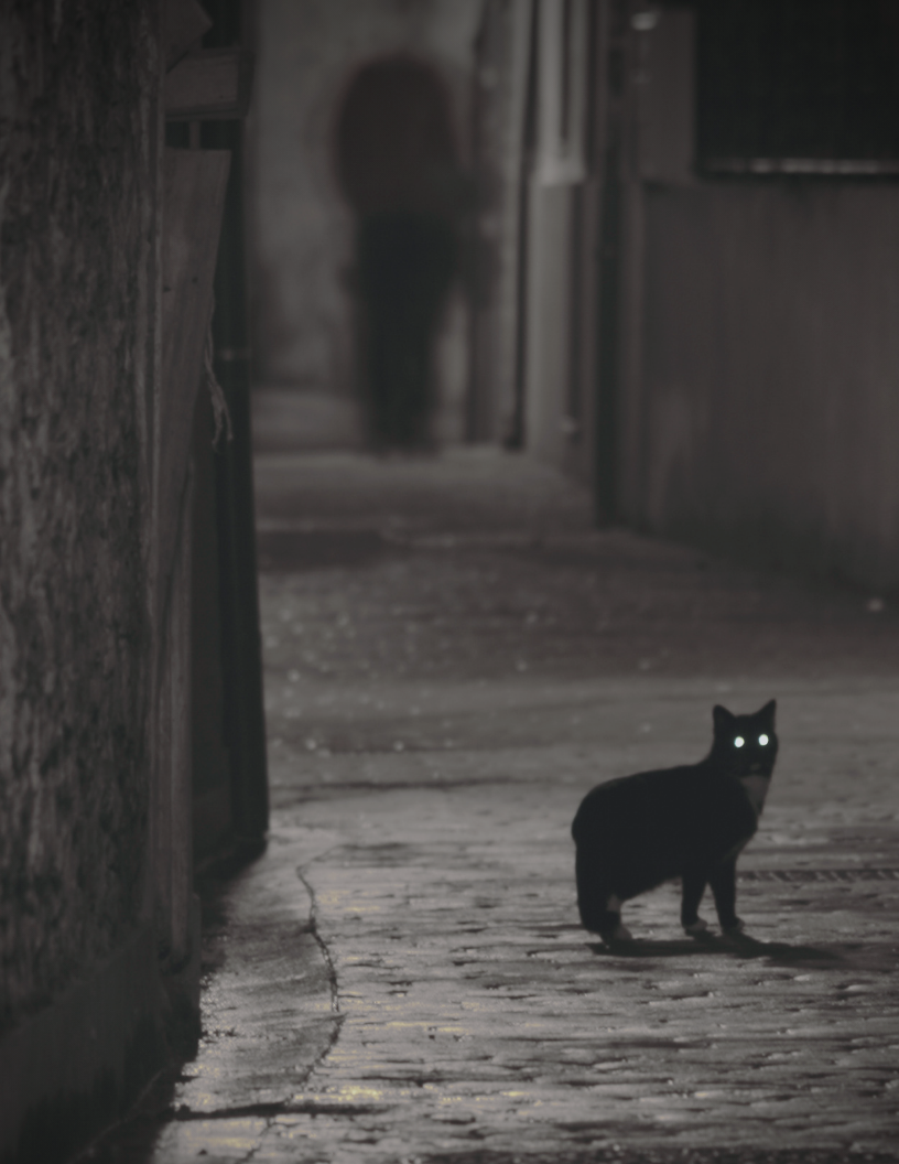 A black cat is walking down a cobblestone street at night.