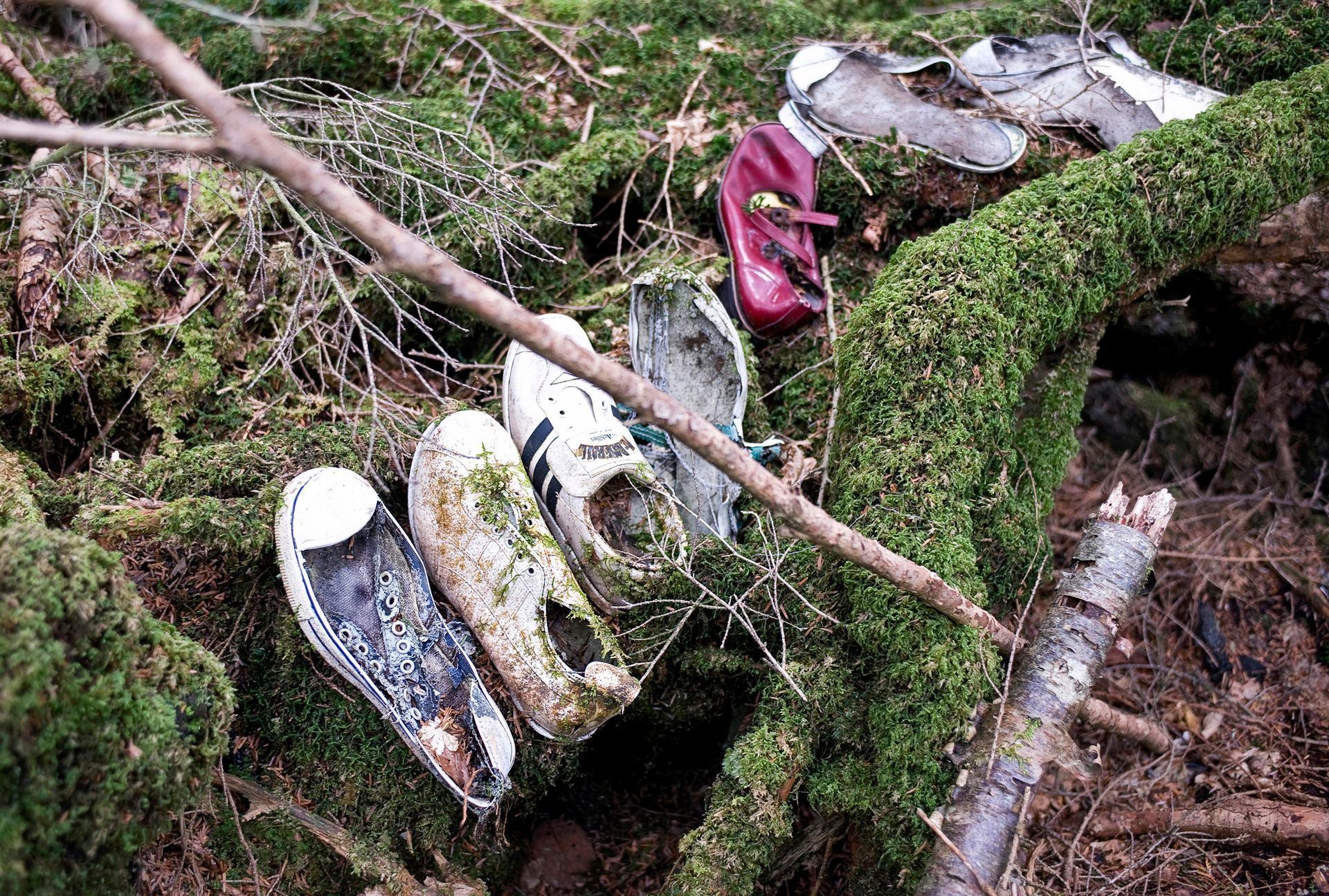 suicide forest in Japan