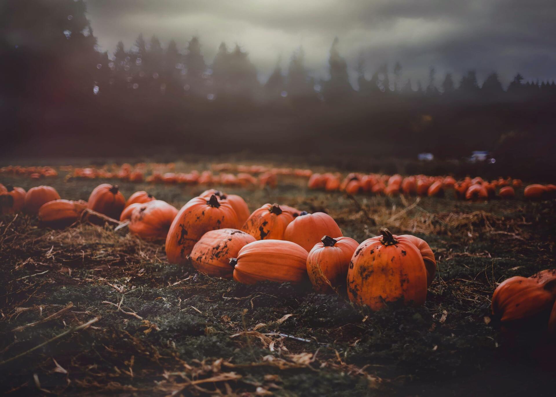 A field filled with pumpkins on a cloudy day.