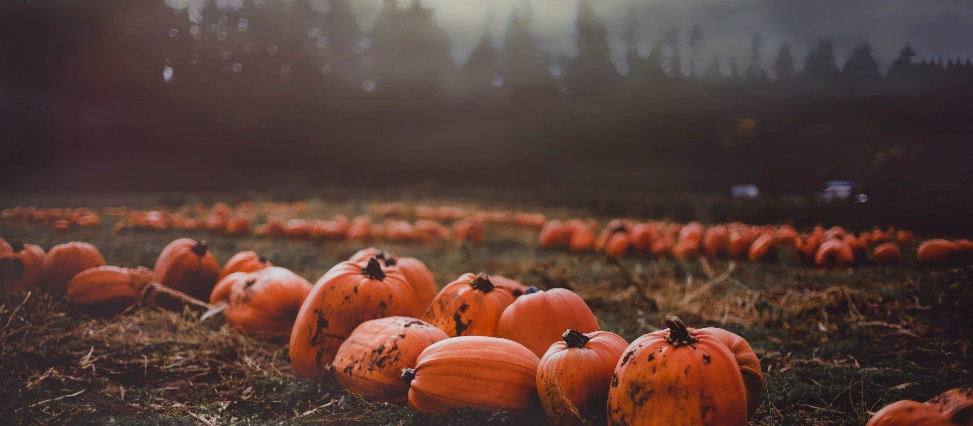 A field filled with pumpkins on a foggy day.