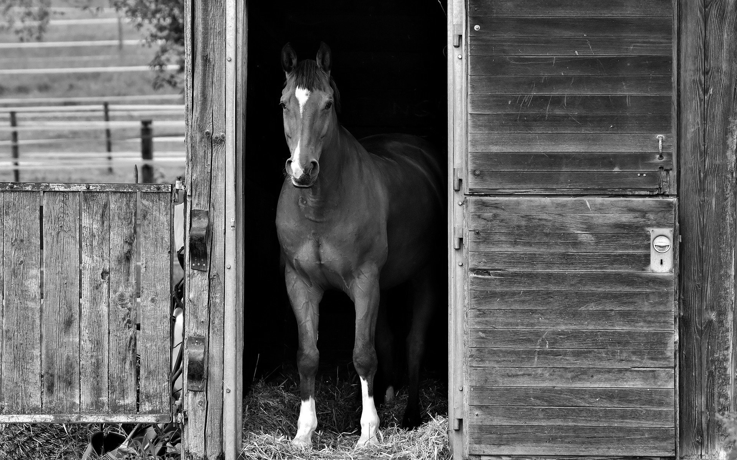 Horse Trail Rides & Camps Eminence, MO
