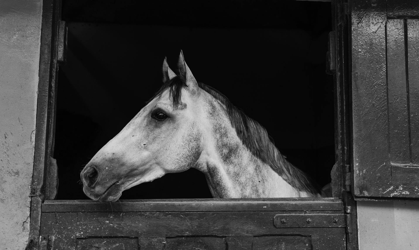 Horse Trail Rides & Camps Eminence, MO