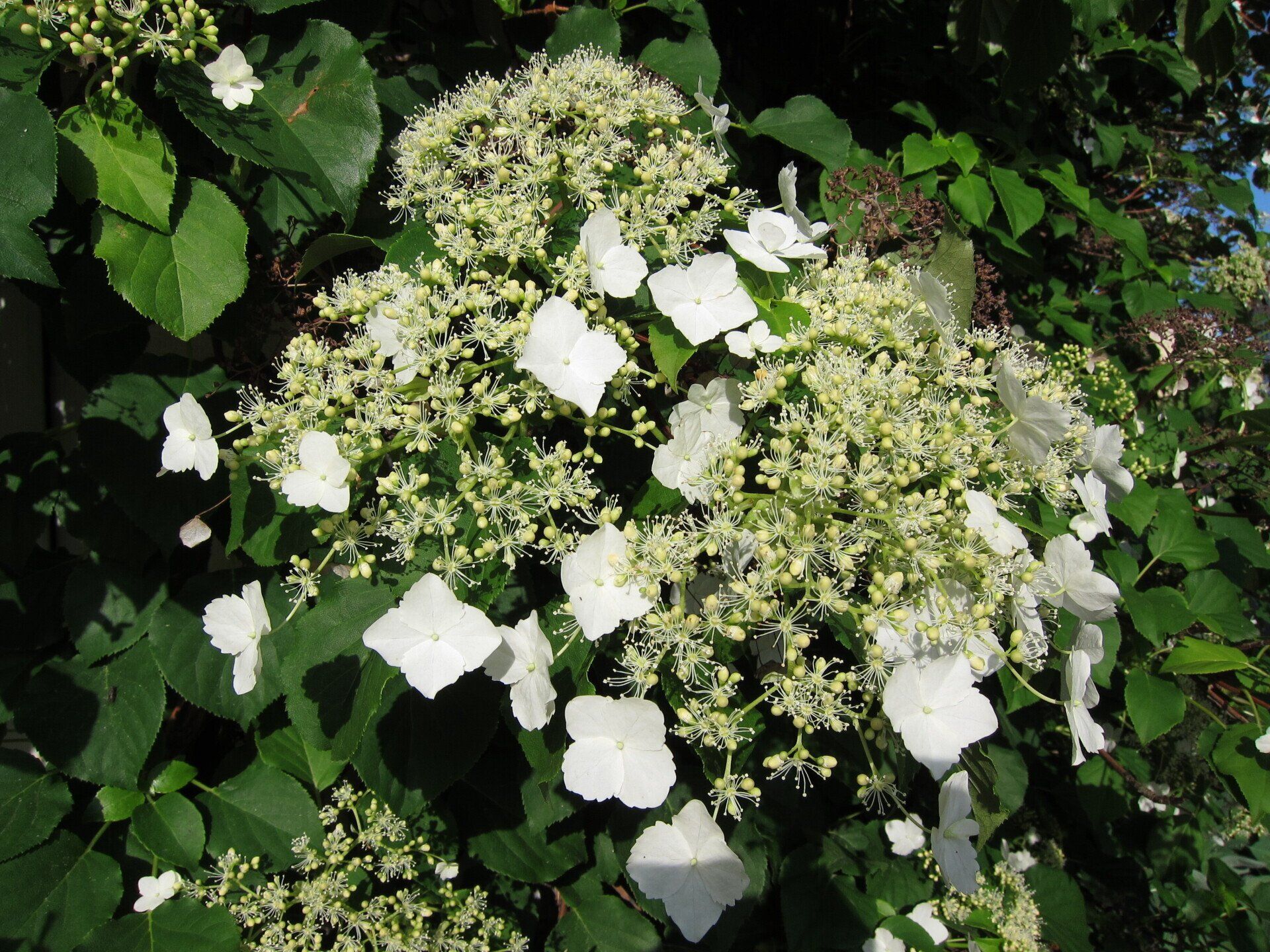 Plant of the Week: Hydrangea