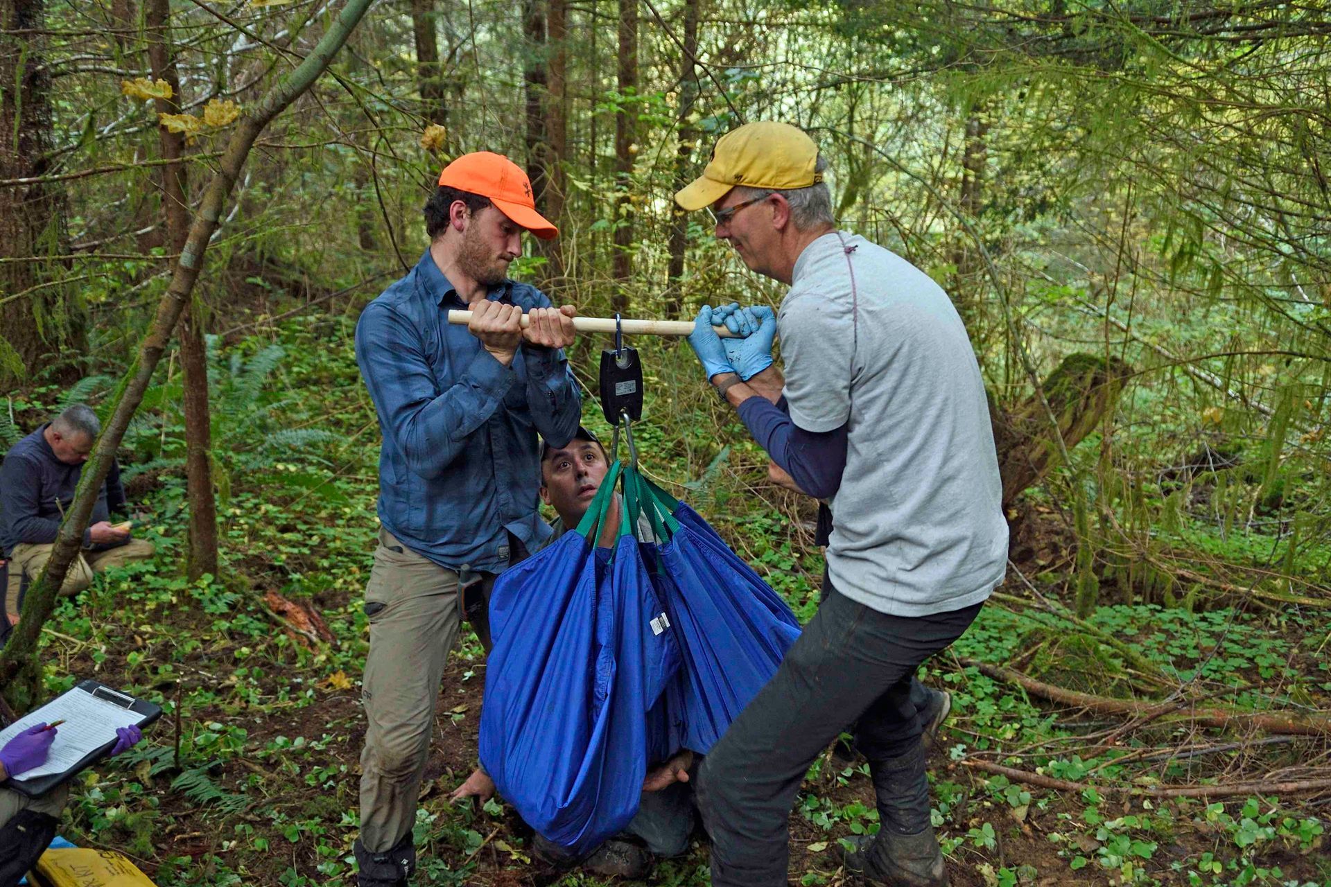 Weighing a mountain lion -Elwha River area wildlife, Olympic Peninsula, Washington.