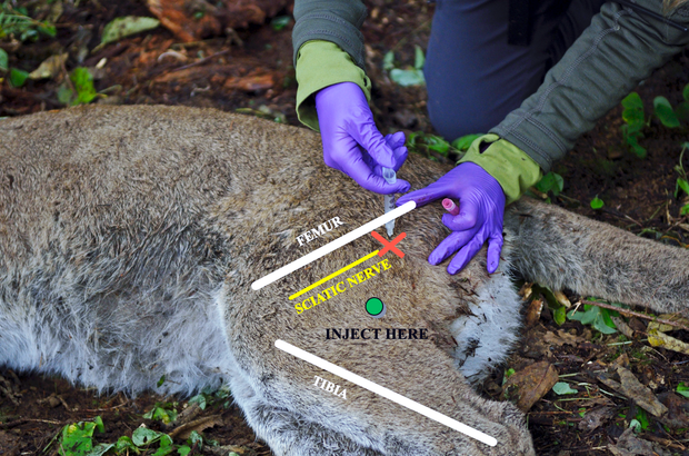 Mountain lion receiving an injection, Olympic Peninsula Washington.