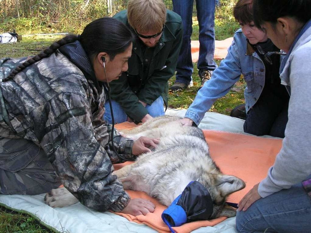 Wolf and Stethoscope