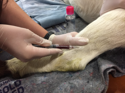 blood collection from goat.