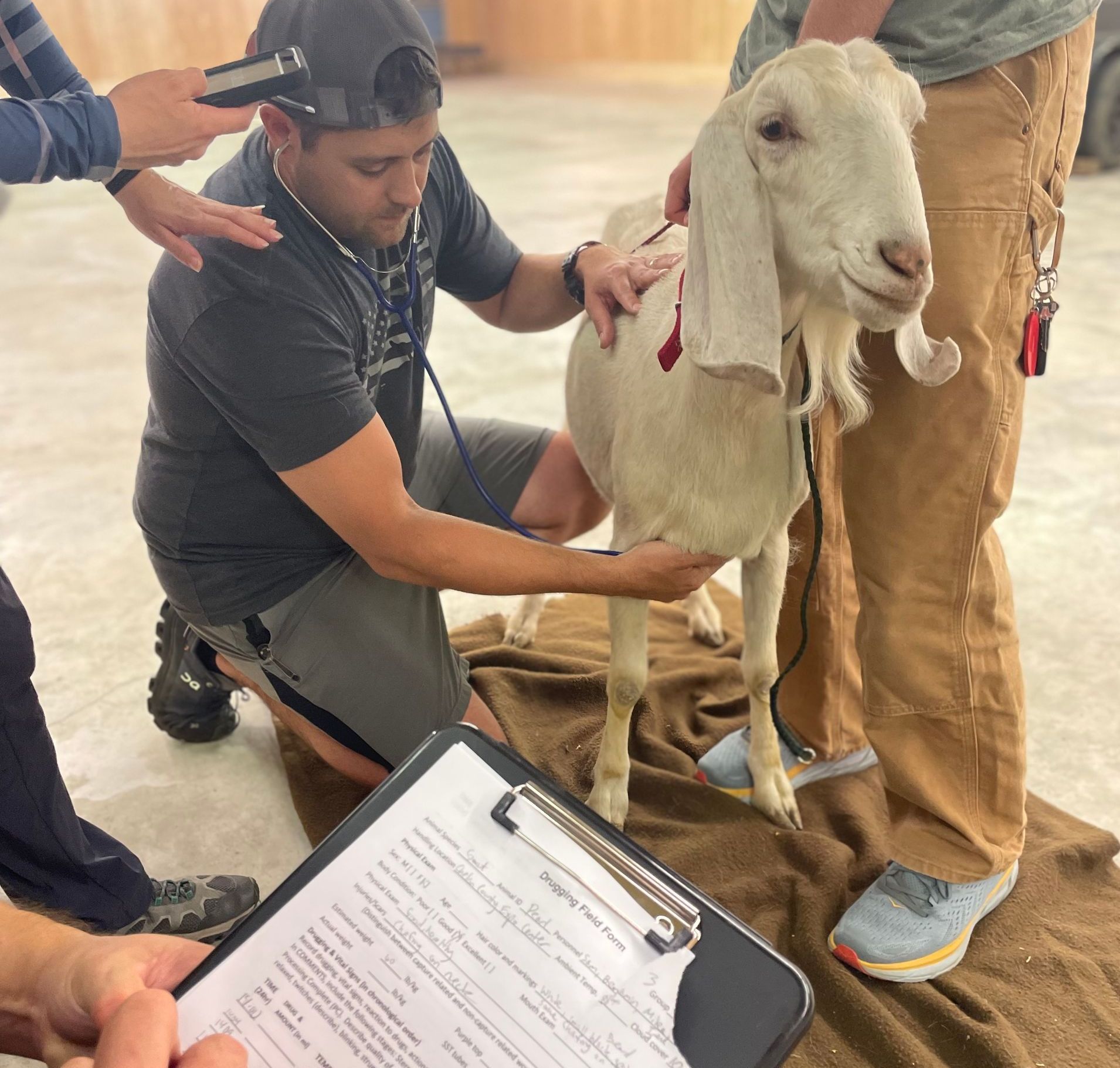 TPR Lab - Practice lab with live animals to prepare for chemical immobilization lab.