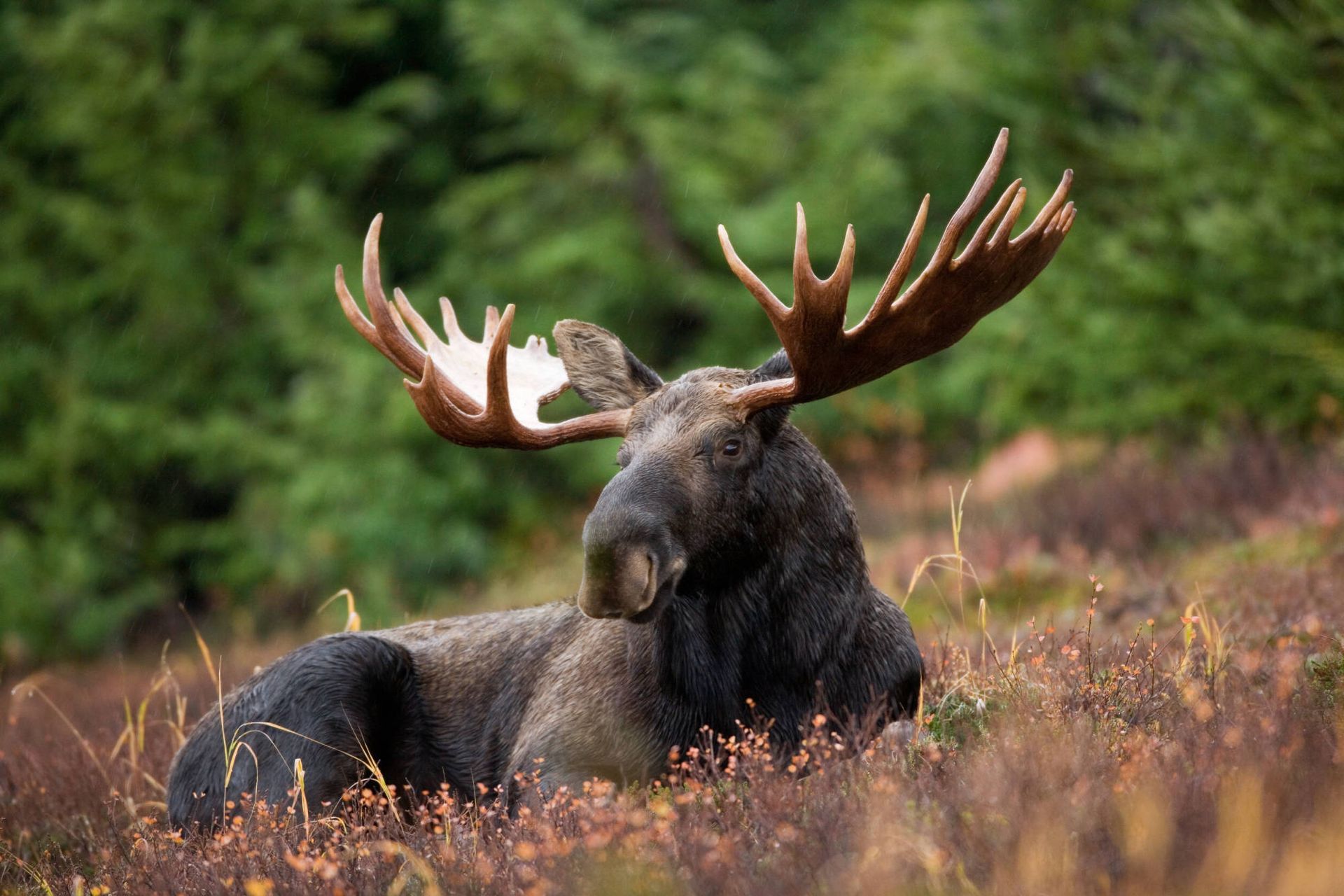 a moose is laying down in a field of flowers .