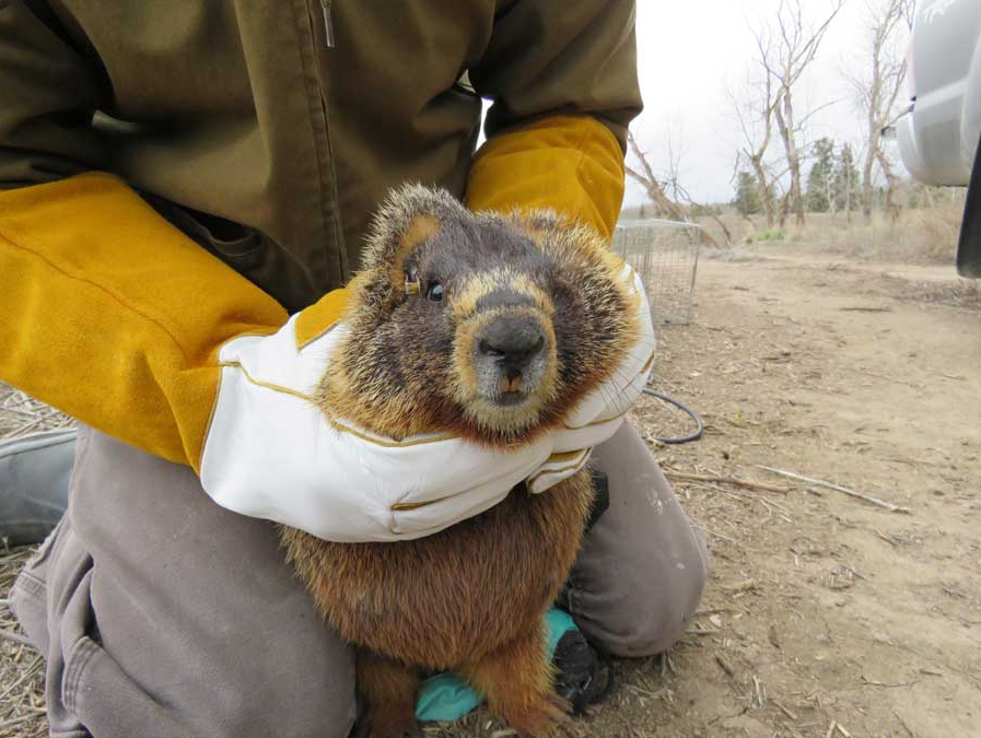 a person is holding a Marmot in their hands .