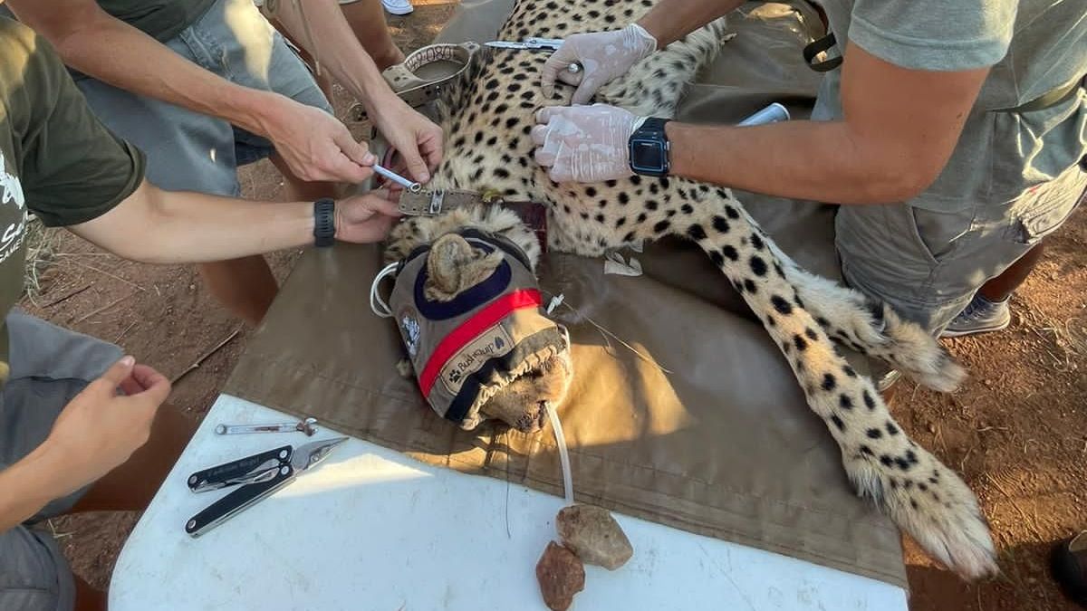 Cheetah receiving wildlife vet assistance. 