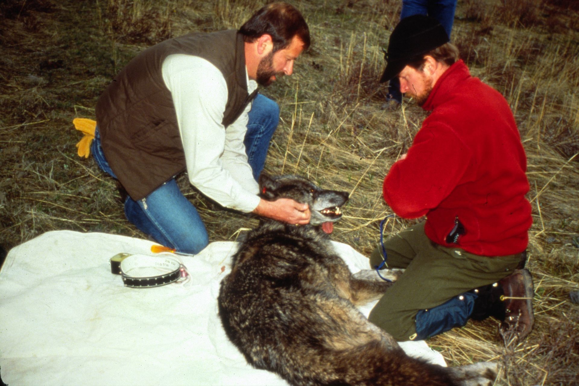 Dr. Mark with immobilizaed wolf.